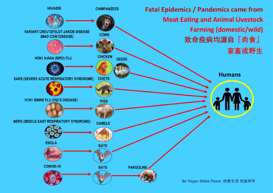 灵性导师清海 无上师紧急呼吁 纯素主义是世界当务之急